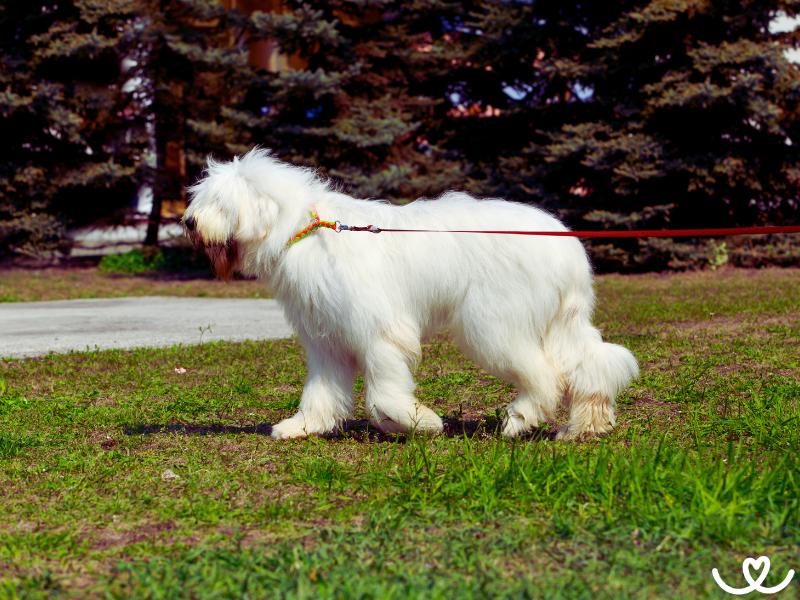Plemeno-jihorusky-ovcacky-pes (2)